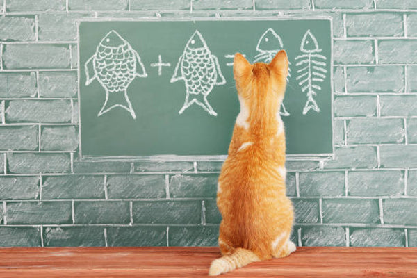 Mathapolooza: Game On!