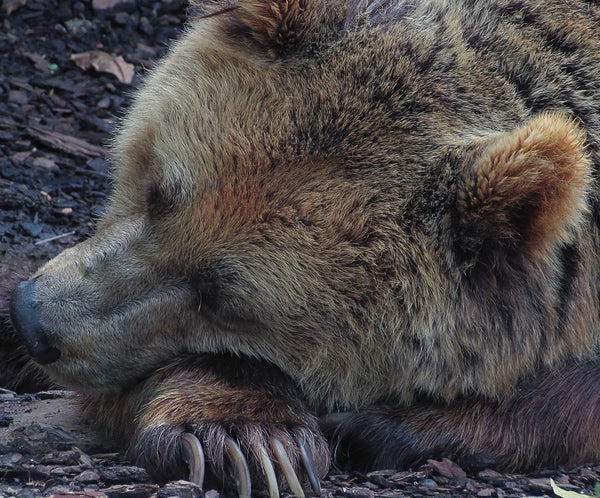 Hibernation Hullabaloo