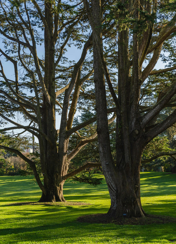 Making Poet Tree