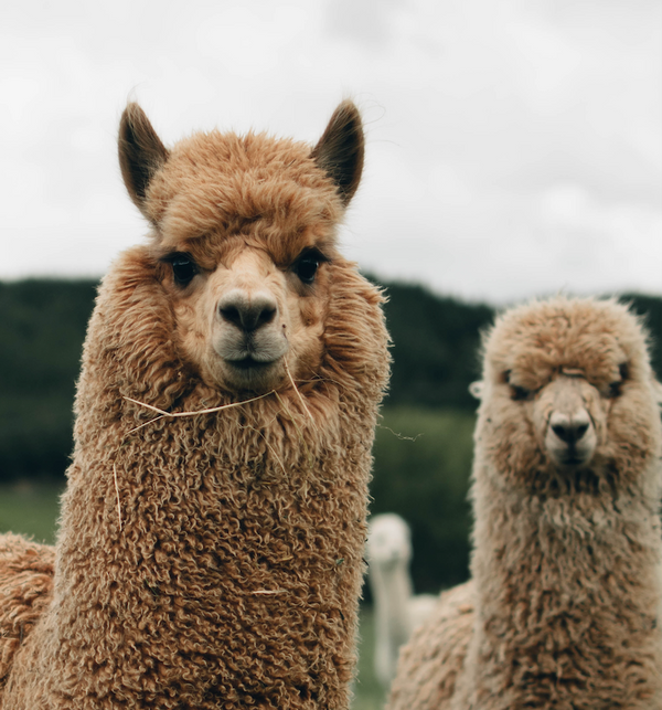 Guess The Mystery Animal (Ages 6-9)