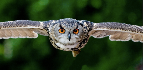 Guess the Mystery Animal (Ages 9-12)