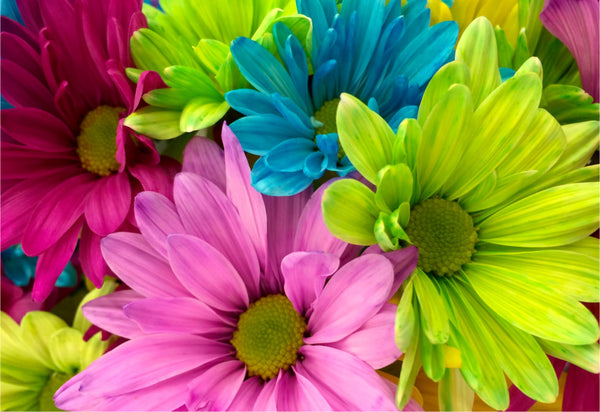 Magical Flowers