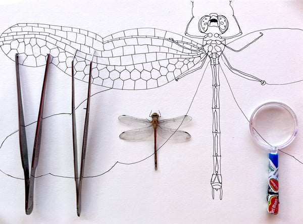 Drawing: Art Meets Science