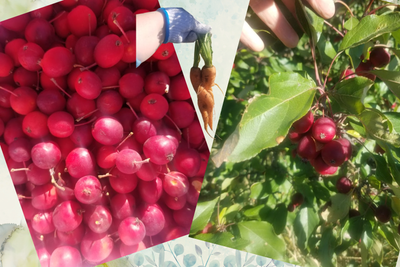 Permaculture - Designing with nature