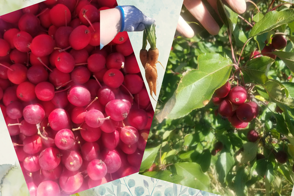 Permaculture - Designing with nature