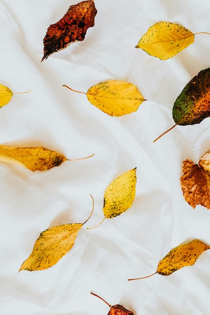 Seasonal STEAM Hour: Leaf Science