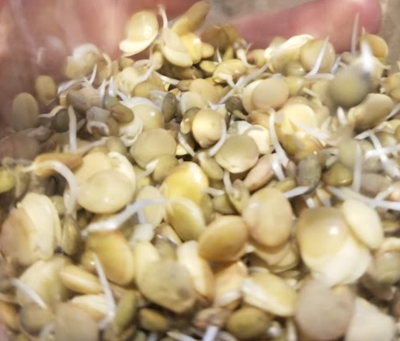 growing sprouts from seeds to snacks