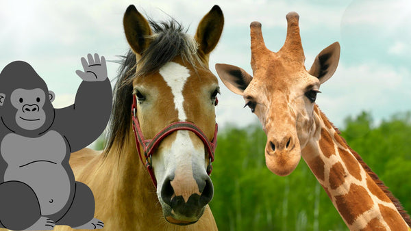 Discover & Draw: Big Animals
