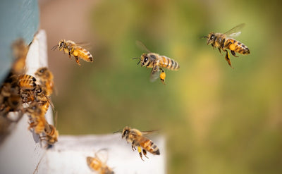 Build a Bee Hotel