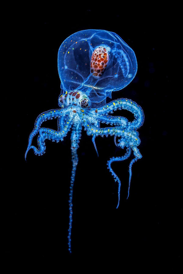 Discover & Draw: Ocean Edition (Ages 9-12)