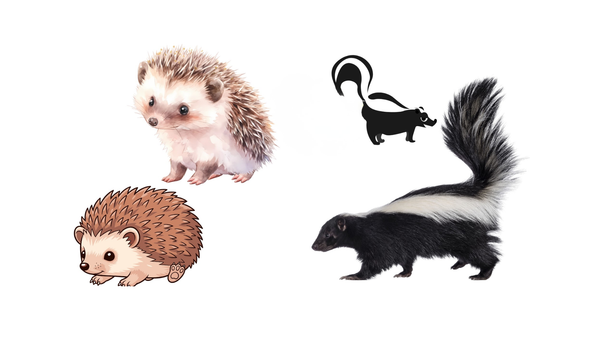 Discover & Draw: Nocturnal Animals