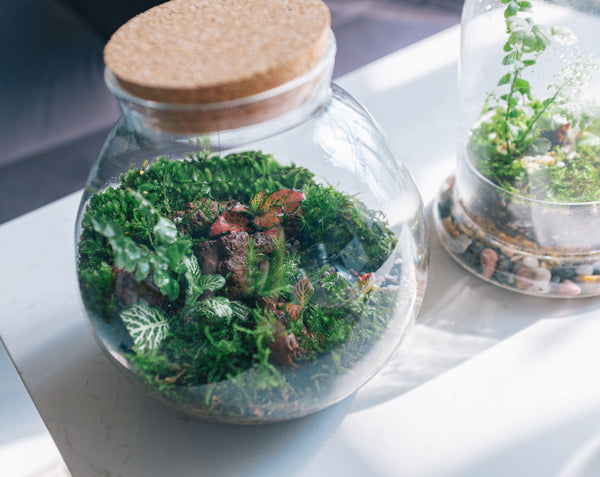 Forest Jar