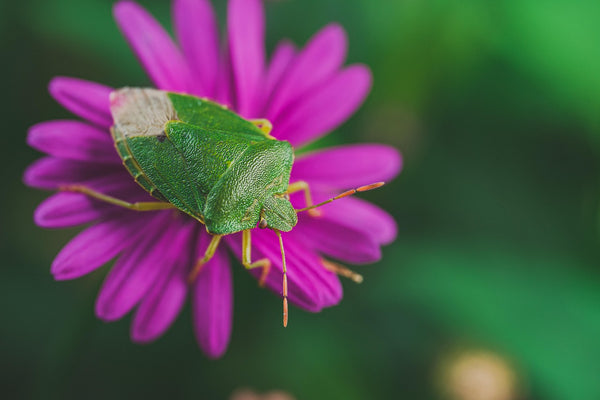 Discover & Draw: Insect Edition