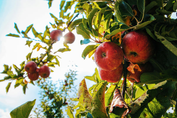 Seasonal STEAM Hour: Apple Science