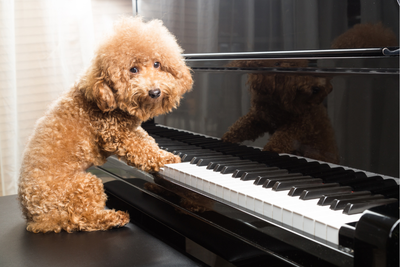 Piano 101 (Ages 8-11)