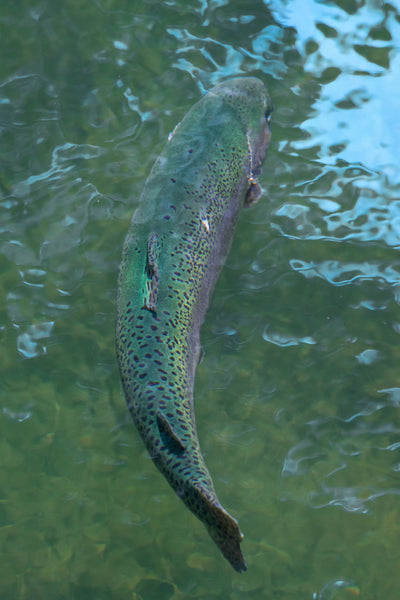 Seasonal STEAM Hour - Salmon Life Cycle