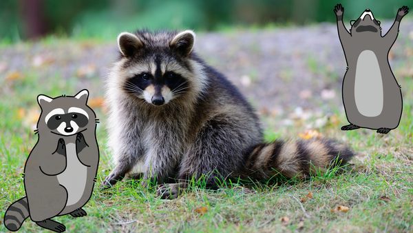 Discover & Draw: Nocturnal Animals