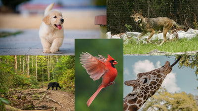 Animal Songs & Art