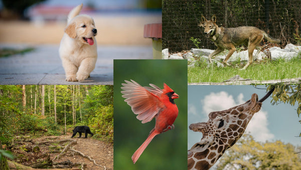 Animal Songs & Art
