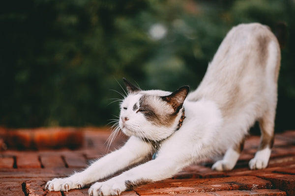 Kids Yoga: Animal Asanas 1