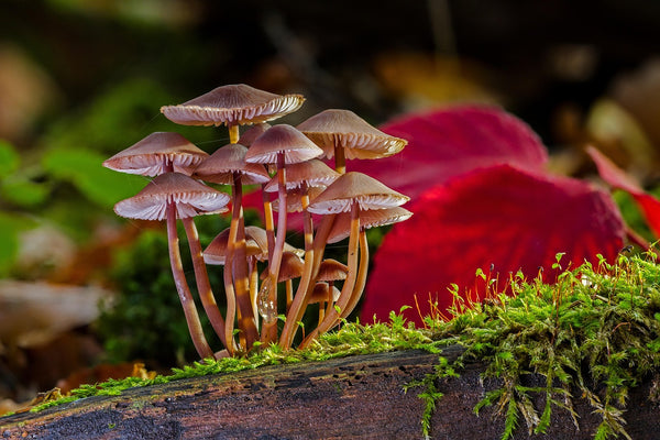 Discover & Draw: Fungi Edition