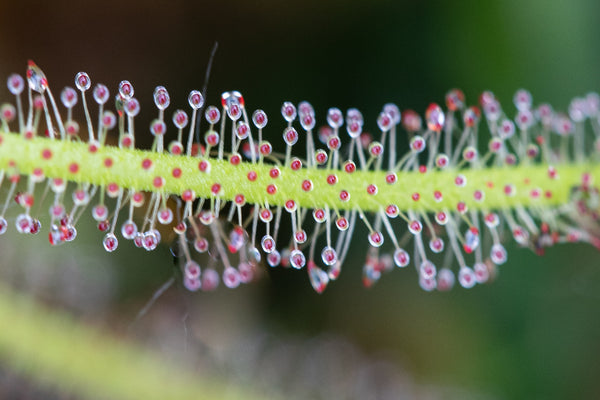 Carnivorous Plants